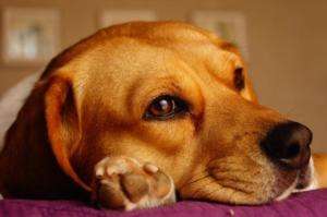 Krallenschere Für Hunde Top 10 Krallenschere für Hunde
