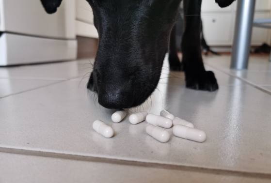 Gelenktabletten Der Neuesten Generation Für Hunde