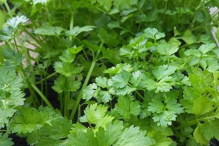 fresh coriander